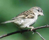 Imágenes de la naturaleza: el pequeño gorrión